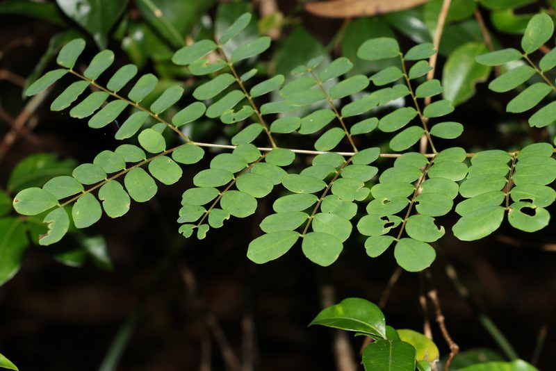 Mezoneuron scortechinii, photographed by Greg Tasney