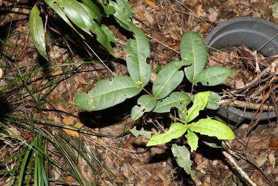 Flindersia bennettii, photographed by Greg Tasney