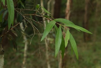 Melaleuca lophantha, photographed by Greg Tasney