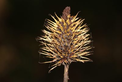 Xanthorrhoea macronema, photographed by Greg Tasney
