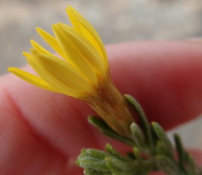 Oedera sedifolia, photographed by Peter Warren