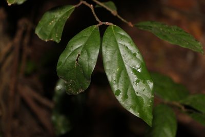 Endiandra pubens, photographed by Greg Tasney
