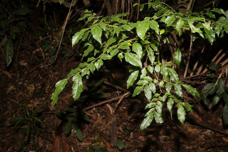 Pararchidendron pruinosum, photographed by Greg Tasney