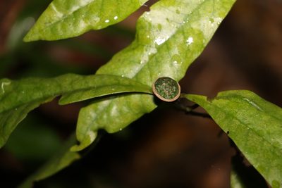 Eupomatia bennettii, photographed by Greg Tasney