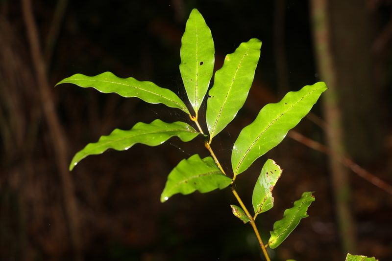 Cinnamomum oliveri, photographed by Greg Tasney