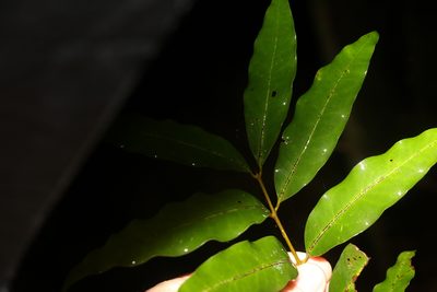 Cinnamomum oliveri, photographed by Greg Tasney