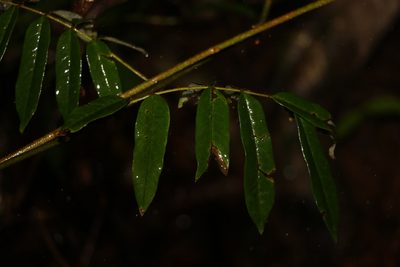 Austrosteenisia glabristyla, photographed by Greg Tasney