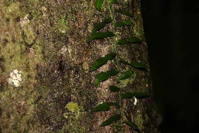 Pothos longipes, photographed by Greg Tasney