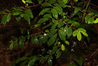 Pilidiostigma glabrum, photographed by Greg Tasney