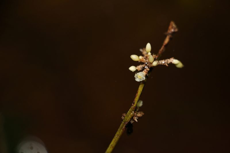 Romnalda strobilacea, photographed by Greg Tasney