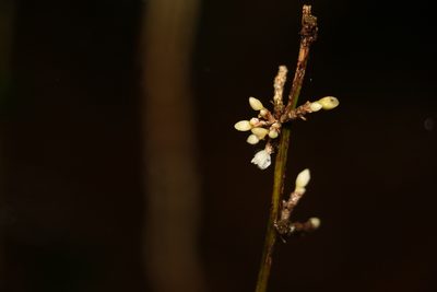 Romnalda strobilacea, photographed by Greg Tasney