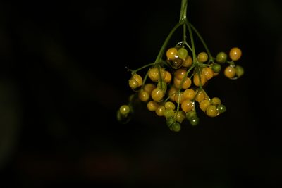 Sambucus australasica, photographed by Greg Tasney
