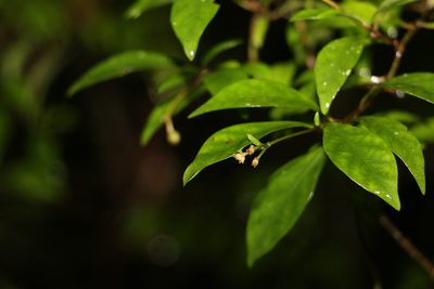 Psychotria simmondsiana, photographed by Greg Tasney