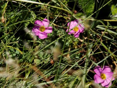 Oxalis obliquifolia, photographed by Tony Rebelo
