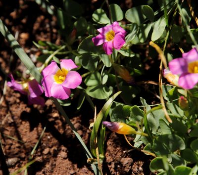 Oxalis obliquifolia, photographed by Tony Rebelo
