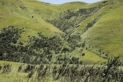 Leucosidea sericea, photographed by Tony Rebelo
