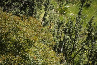 Leucosidea sericea, photographed by Tony Rebelo