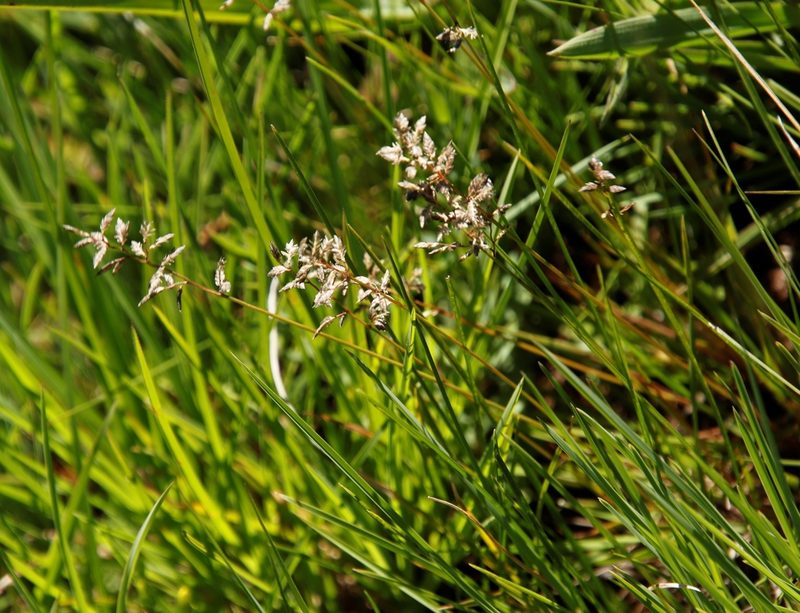 Eragrostis racemosa, photographed by Tony Rebelo