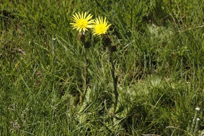 Berkheya rhapontica, photographed by Tony Rebelo