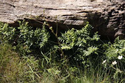 Choristosoria quadripinnata, photographed by Tony Rebelo