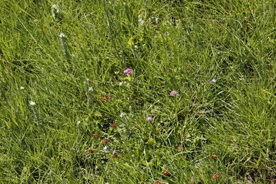 Trifolium burchellianum, photographed by Tony Rebelo