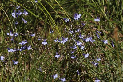 Lobelia flaccida, photographed by Tony Rebelo