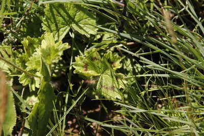 Pelargonium alchemilloides, photographed by Tony Rebelo