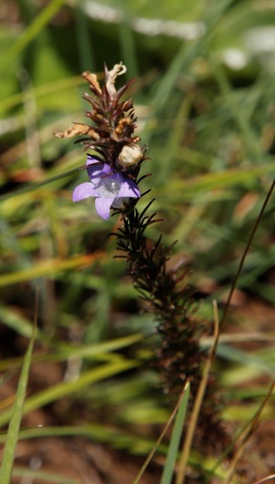 Wahlenbergia fasciculata, photographed by Tony Rebelo