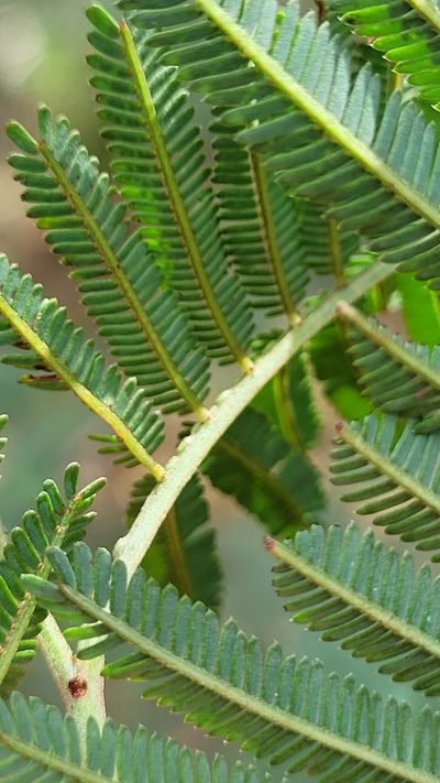 Acacia parvipinnula, photographed by Eamonn Culhane