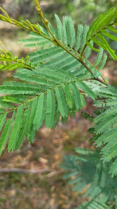 Acacia parvipinnula, photographed by Eamonn Culhane