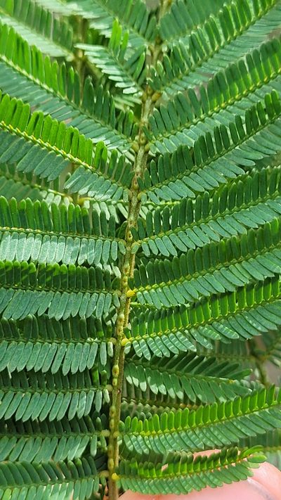 Acacia parvipinnula, photographed by Eamonn Culhane