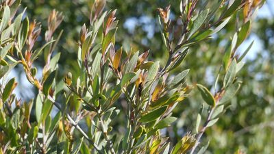 Osyris lanceolata, photographed by Mehdi Chetibi