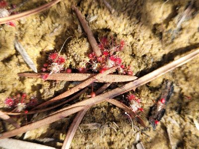 Drosera pygmaea, photographed by Eamonn Culhane