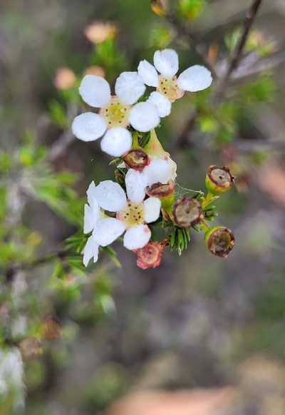 Harmogia densifolia, photographed by Eamonn Culhane