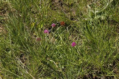 Trifolium burchellianum, photographed by Tony Rebelo
