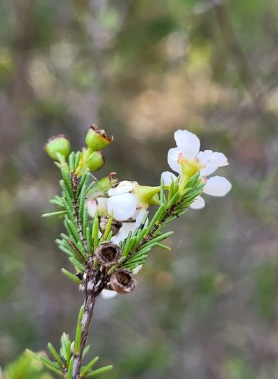 Harmogia densifolia, photographed by Eamonn Culhane