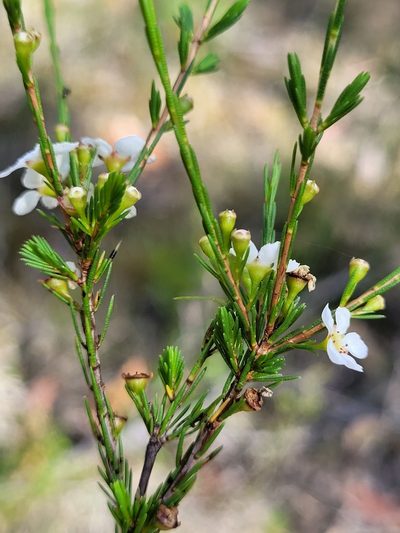 Harmogia densifolia, photographed by Eamonn Culhane