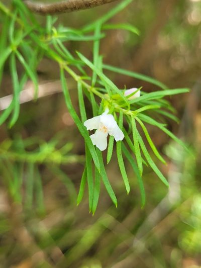 Westringia longifolia, photographed by Eamonn Culhane