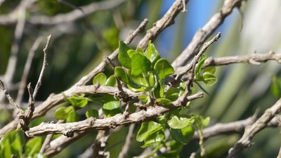 Withania frutescens, photographed by Mehdi Chetibi