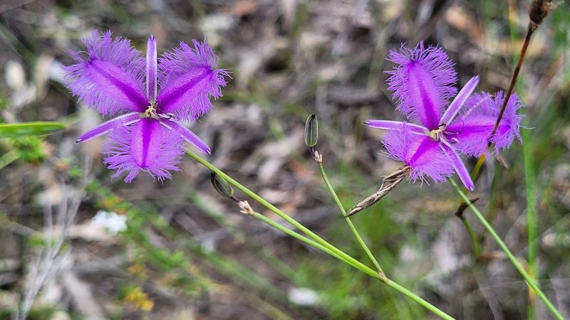 Thysanotus juncifolius, photographed by Eamonn Culhane