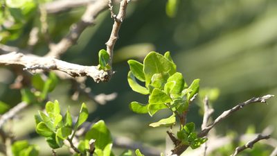 Withania frutescens, photographed by Mehdi Chetibi