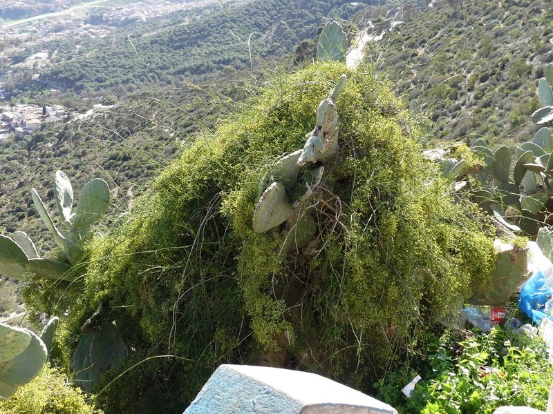 Ephedra altissima, photographed by Mehdi Chetibi
