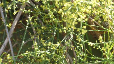 Ephedra altissima, photographed by Mehdi Chetibi