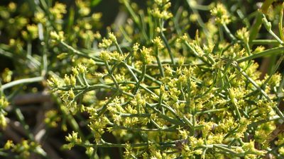 Ephedra altissima, photographed by Mehdi Chetibi