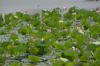 Nelumbo nucifera, photographed by Surabhi Srivastava