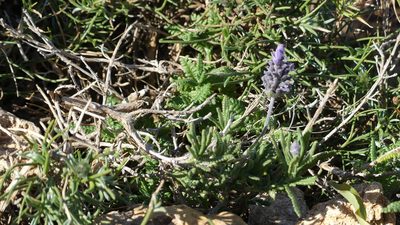 Lavandula dentata, photographed by Mehdi Chetibi
