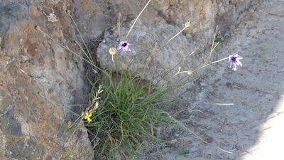 Catananche caerulea, photographed by Mehdi Chetibi