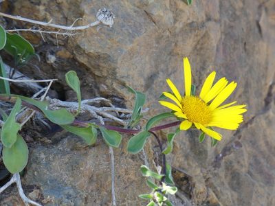 Pallenis maritima, photographed by Mehdi Chetibi