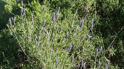 Lavandula dentata, photographed by Mehdi Chetibi