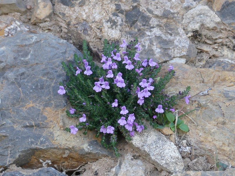 Micromeria inodora, photographed by Mehdi Chetibi